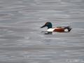 Shoveler Anas clypeata is a characteristic species of the lake and can be found in large numbers there during winter. Photo by A. Stocker