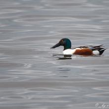 Shoveler Anas clypeata is a characteristic species of the lake and can be found in large numbers there during winter. Photo by A. Stocker