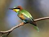 Bee-eater Merops apiaster. Photo by D. Nye