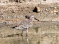 Curlew Sandpiper by D. Nye