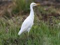 Cattle Egret by D. Nye