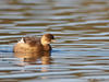 Little Grebe Tachybaptus ruficollis. A common resident of the lake. Photo by A. Stocker
