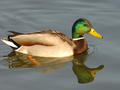 Mallard Anas platyrhynchos. A common resident of the lake. Photo by S. Christodoulides