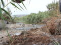 Water management works - clearing the vegetation from the weir  (action C3),  October '12